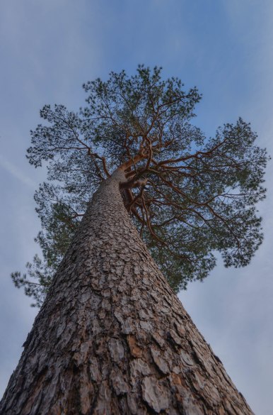 glencoyne pine looking up