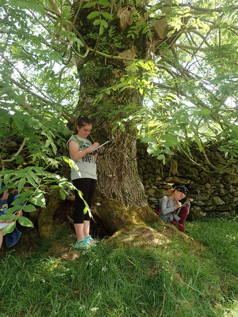 Children getting close to an ash tree on the way to the Kentmere Rowan