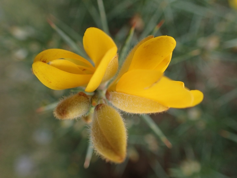the yellow of gorse