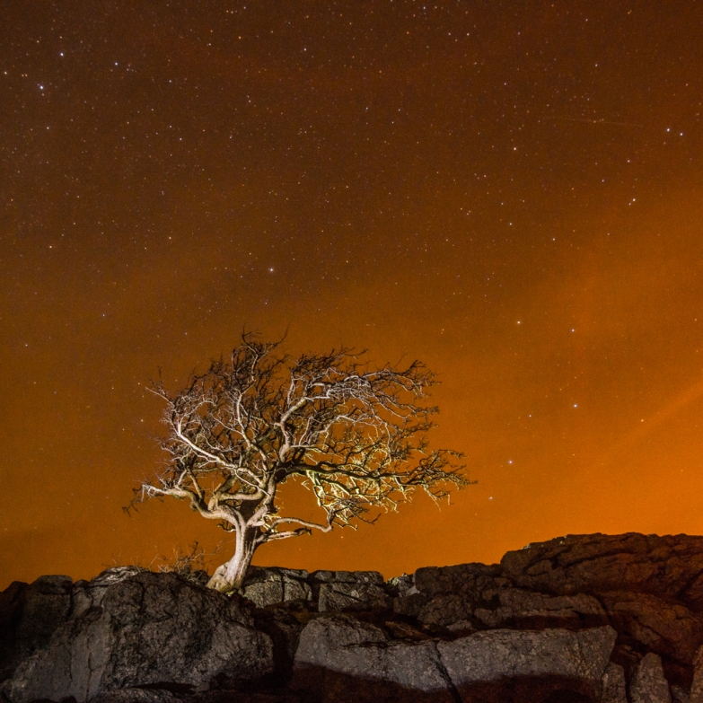 Little Asby Hawthorn at night